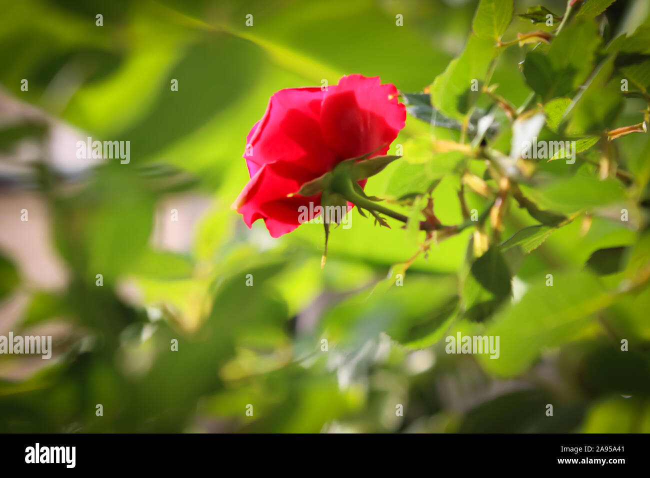 Un Close up Red Rose fiore con una bella la sfocatura sullo sfondo Foto Stock