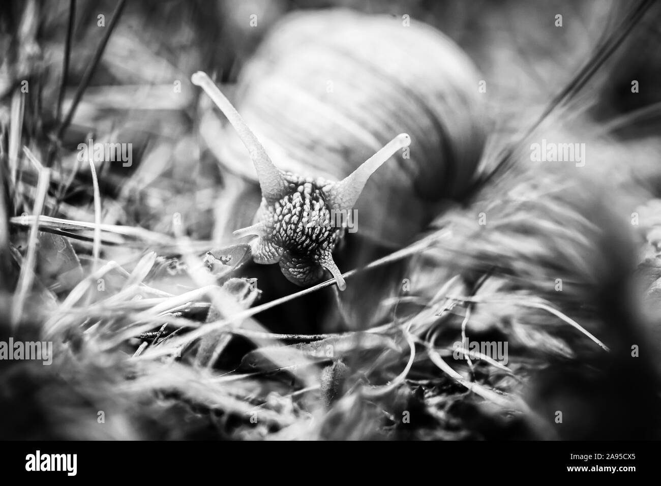 Grande lumache strisciare uno a uno in studio Foto Stock