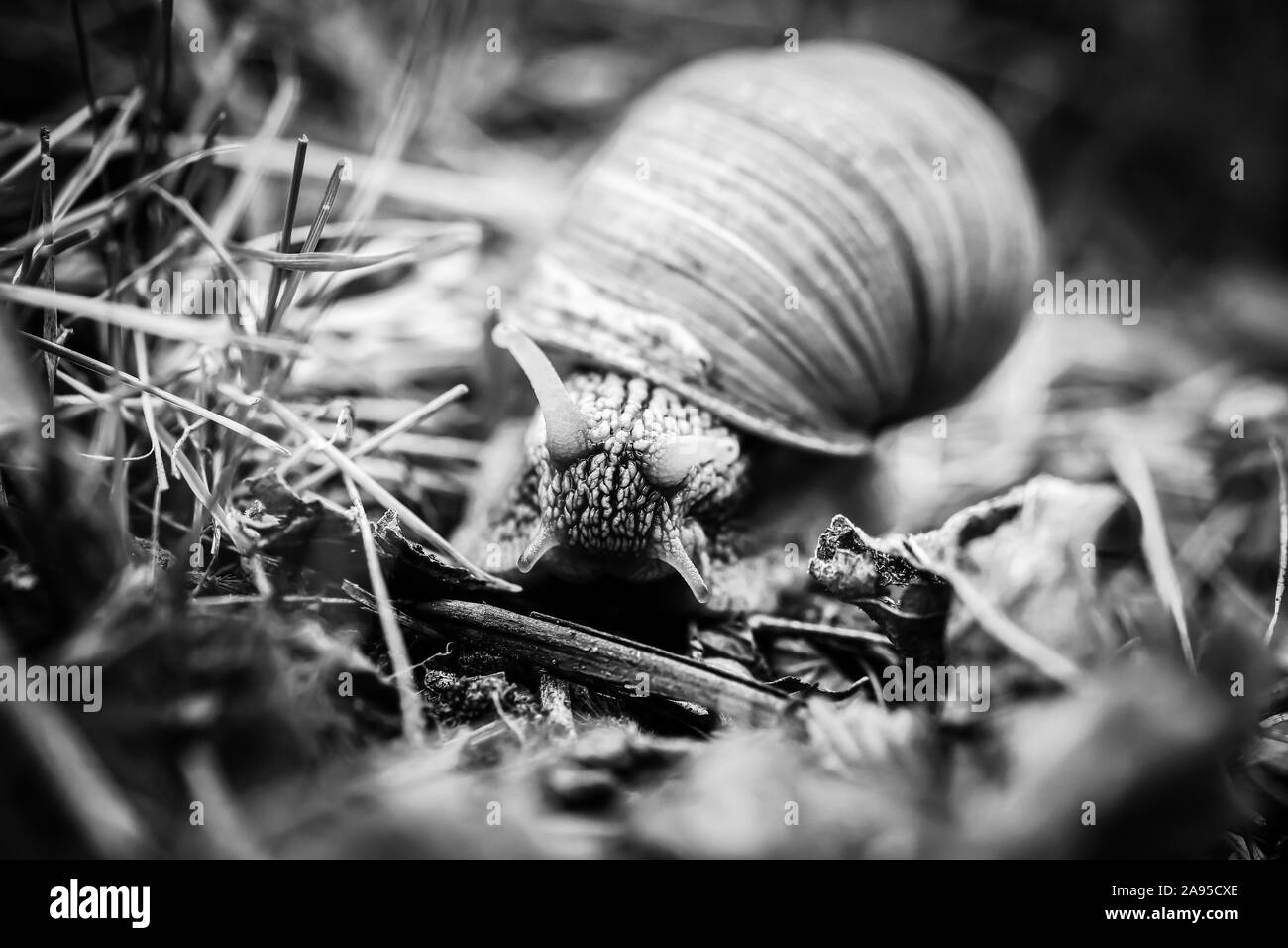 Grande lumache strisciare uno a uno in studio Foto Stock