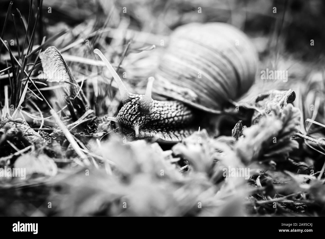 Grande lumache strisciare uno a uno in studio Foto Stock