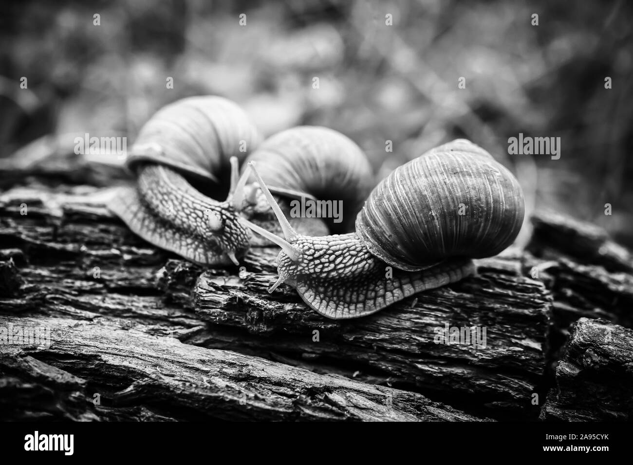 Grande lumache strisciare uno a uno in studio Foto Stock