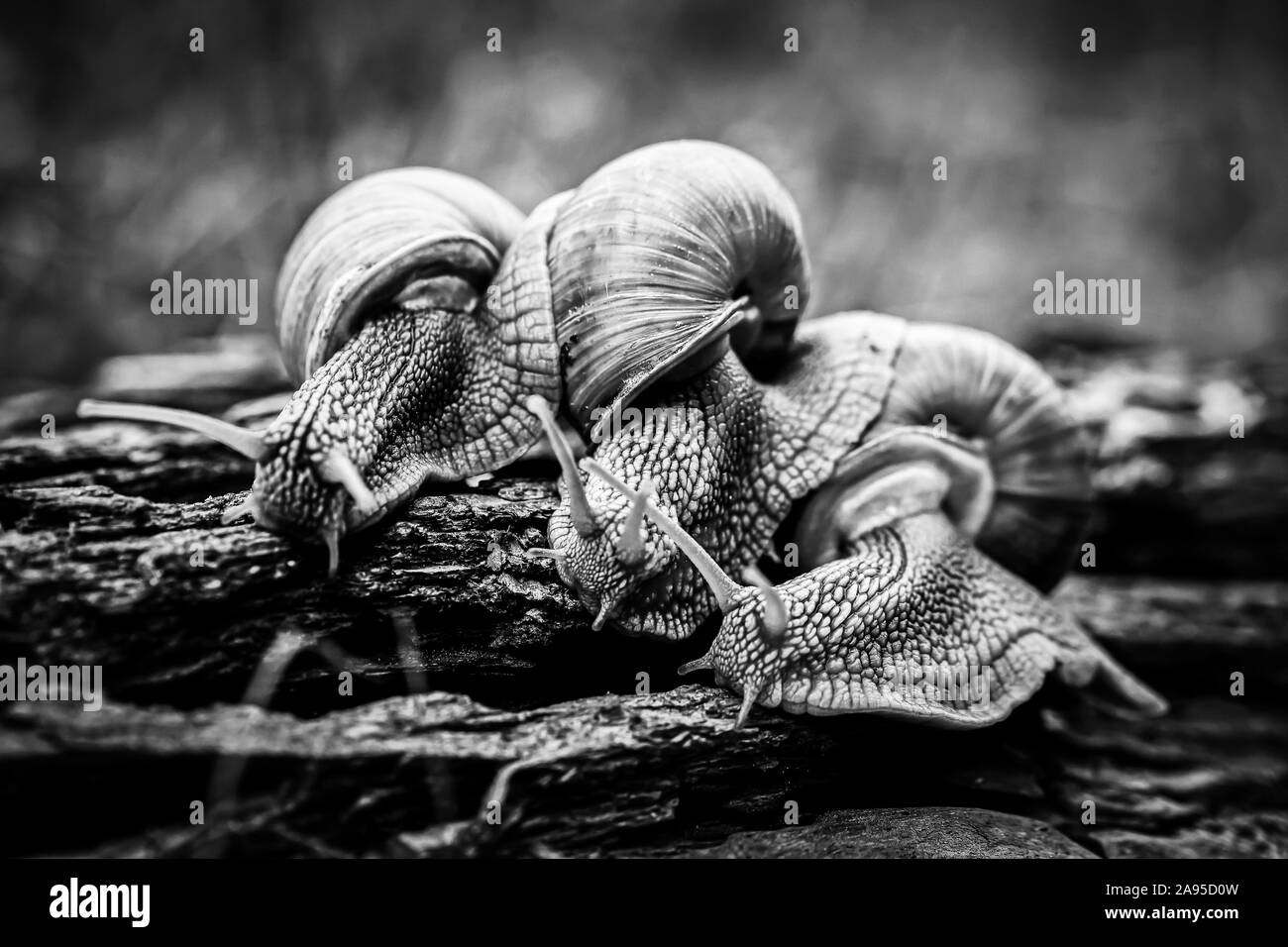 Grande lumache strisciare uno a uno in studio Foto Stock