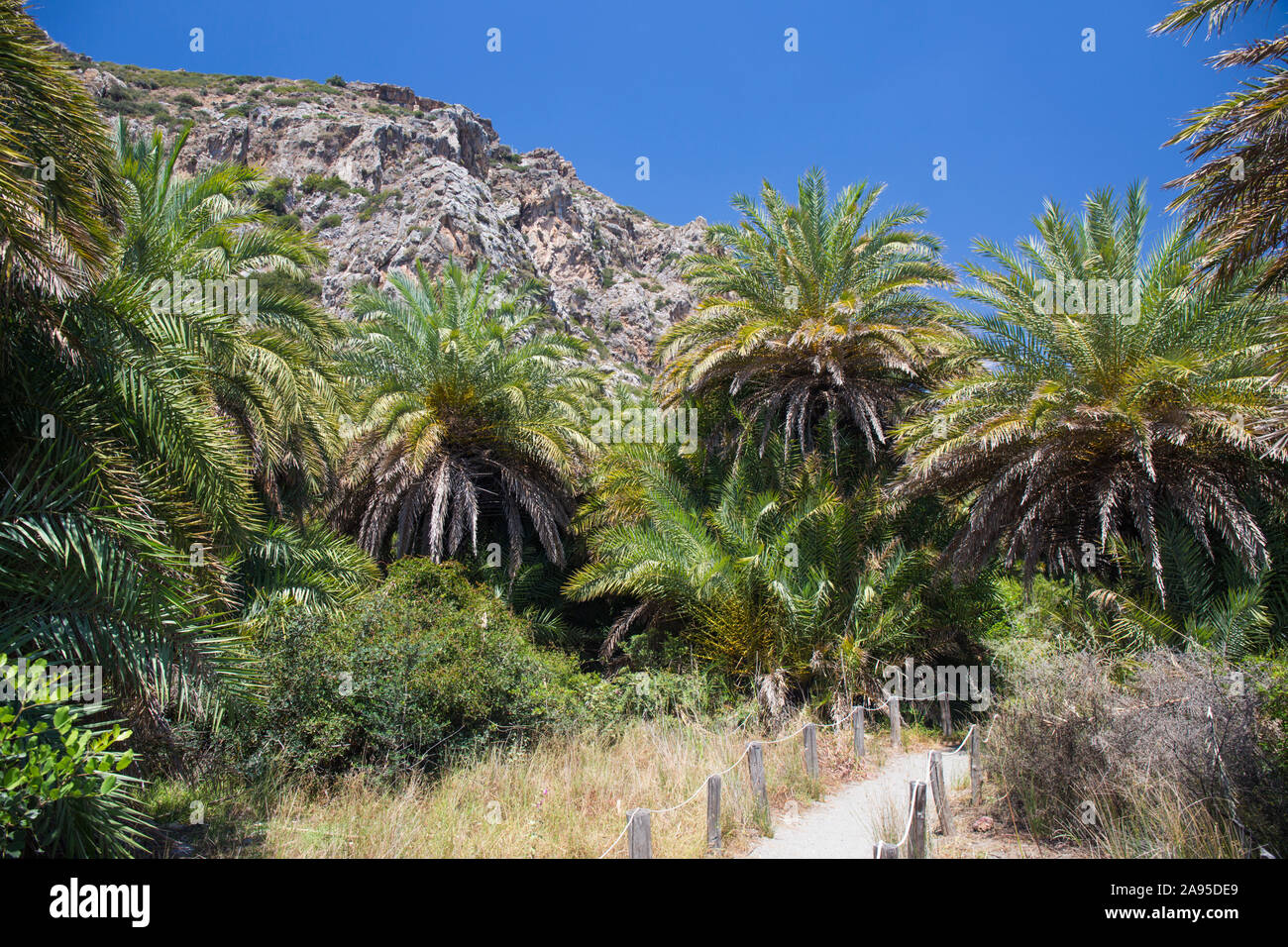 Preveli, Rethymno, Creta, Grecia. La foresta di palme sotto le scogliere aspre nella gola di Kourtaliotiko. Foto Stock