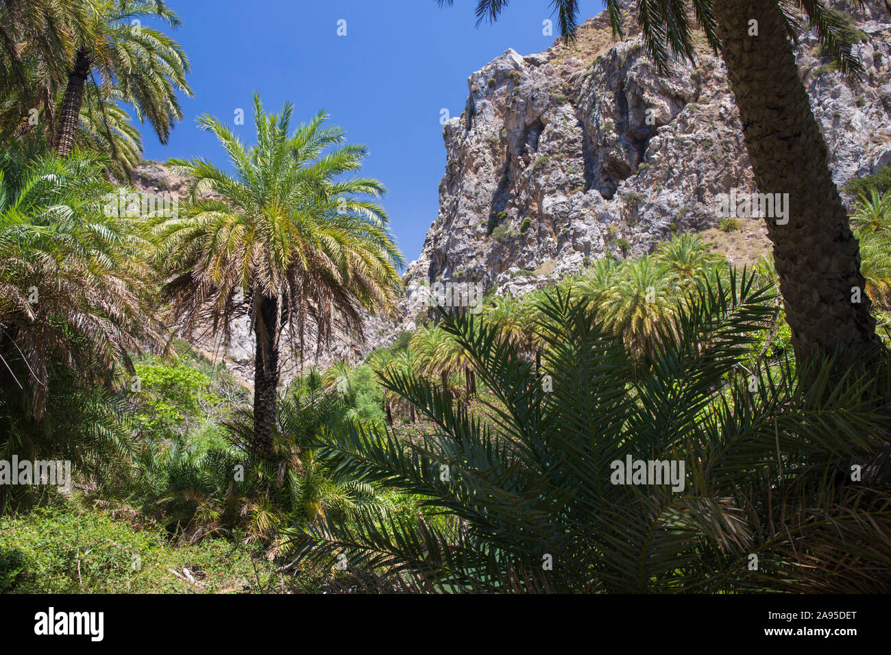 Preveli, Rethymno, Creta, Grecia. La foresta di palme sotto le scogliere aspre nella gola di Kourtaliotiko. Foto Stock