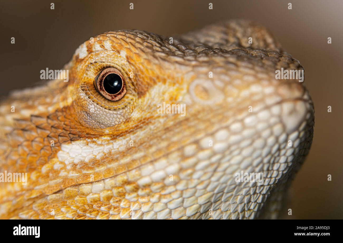 Un drago bordato pet, di età compresa tra circa 6 mesi di età. Foto focalizzata sulla testa di questo rettile come si guarda la telecamera da una vista laterale Foto Stock