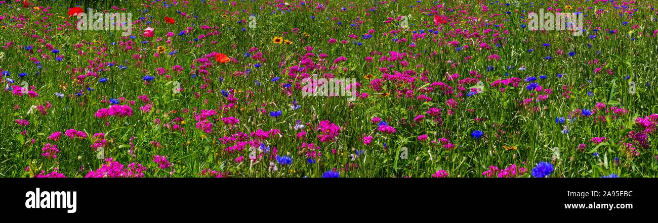 Prato di fiori selvaggi, immagine di sfondo, Quebec, Canada Foto Stock