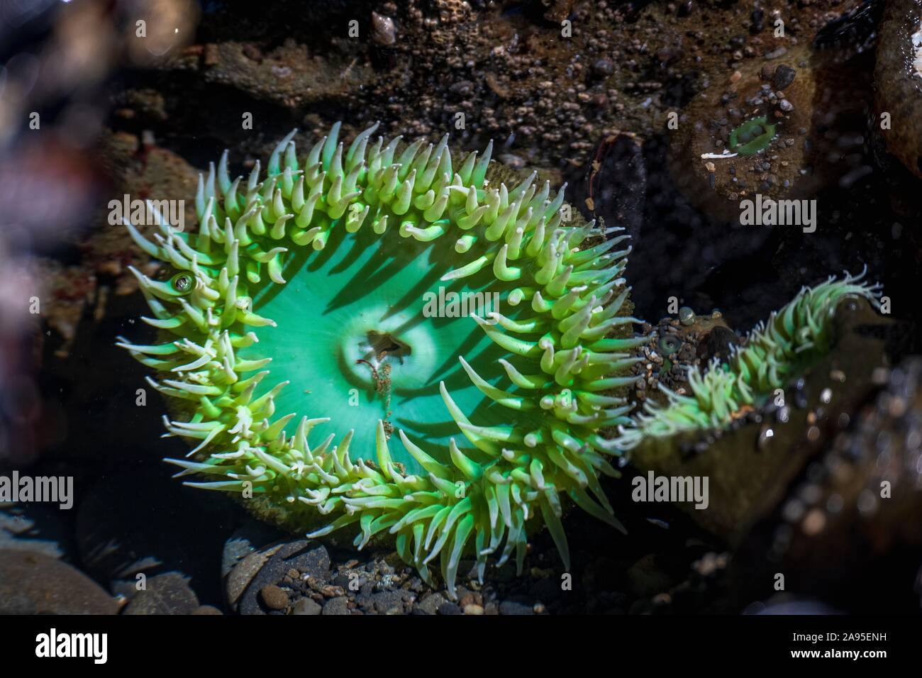 Pool di marea con il gigante verde mare (Anemone Anthopleura xanthogrammica), Pacific Coast, il Parco Nazionale di Olympic, Washington, Stati Uniti d'America Foto Stock