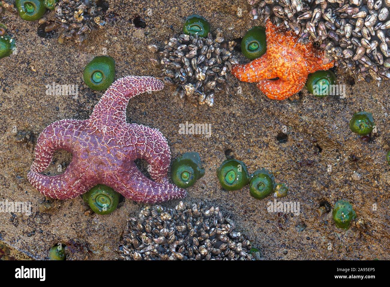 Starfish (Echinodermata spec.) in un pool di marea a bassa marea, il Parco Nazionale di Olympic, costa di Washington, Stati Uniti d'America Foto Stock