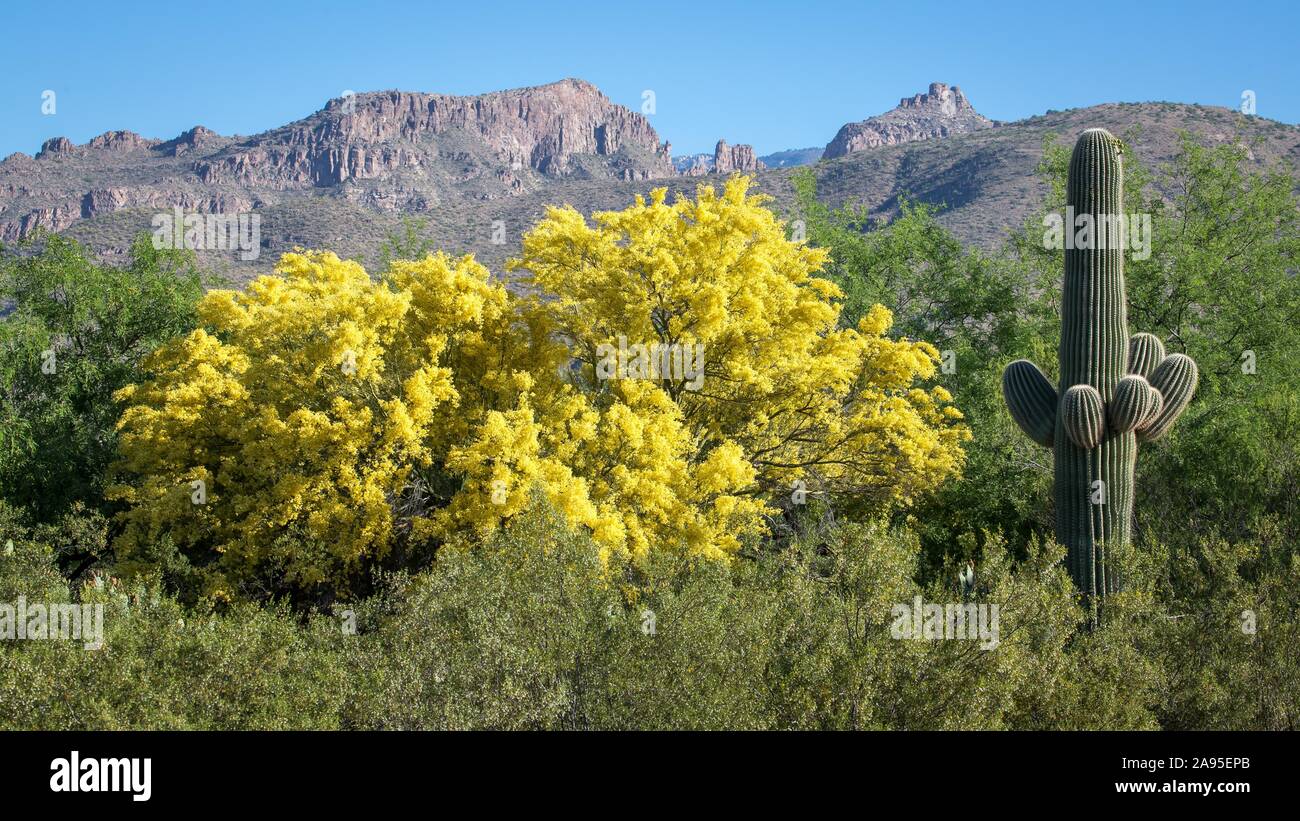 Fioritura giallo blu (Paloverde Parkinsonia florida) e Saguaro (Carnegiea gigantea) off Santa Catalina Mountains, Tucson, Arizona, Stati Uniti d'America Foto Stock