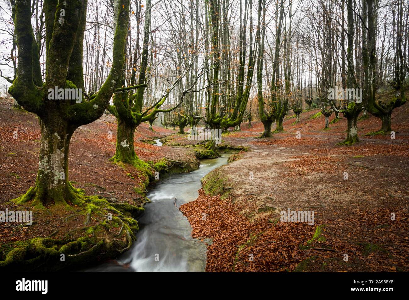 Gorbea Parco Naturale, Parque Natural de Gorbea, Gorbeia, Paesi Baschi provincia, Bizkaia provincia, Spagna Foto Stock