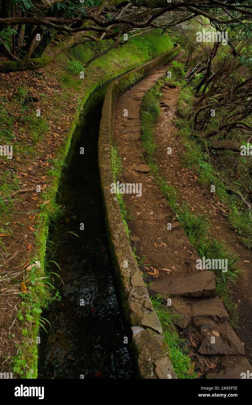 Sentiero escursionistico PR6 alle molle 25, lungo il canale dell'acqua, Levada 25 das Fontes, nella foresta pluviale, foresta laurel Laurisilva, Rabacal riserva naturale Foto Stock