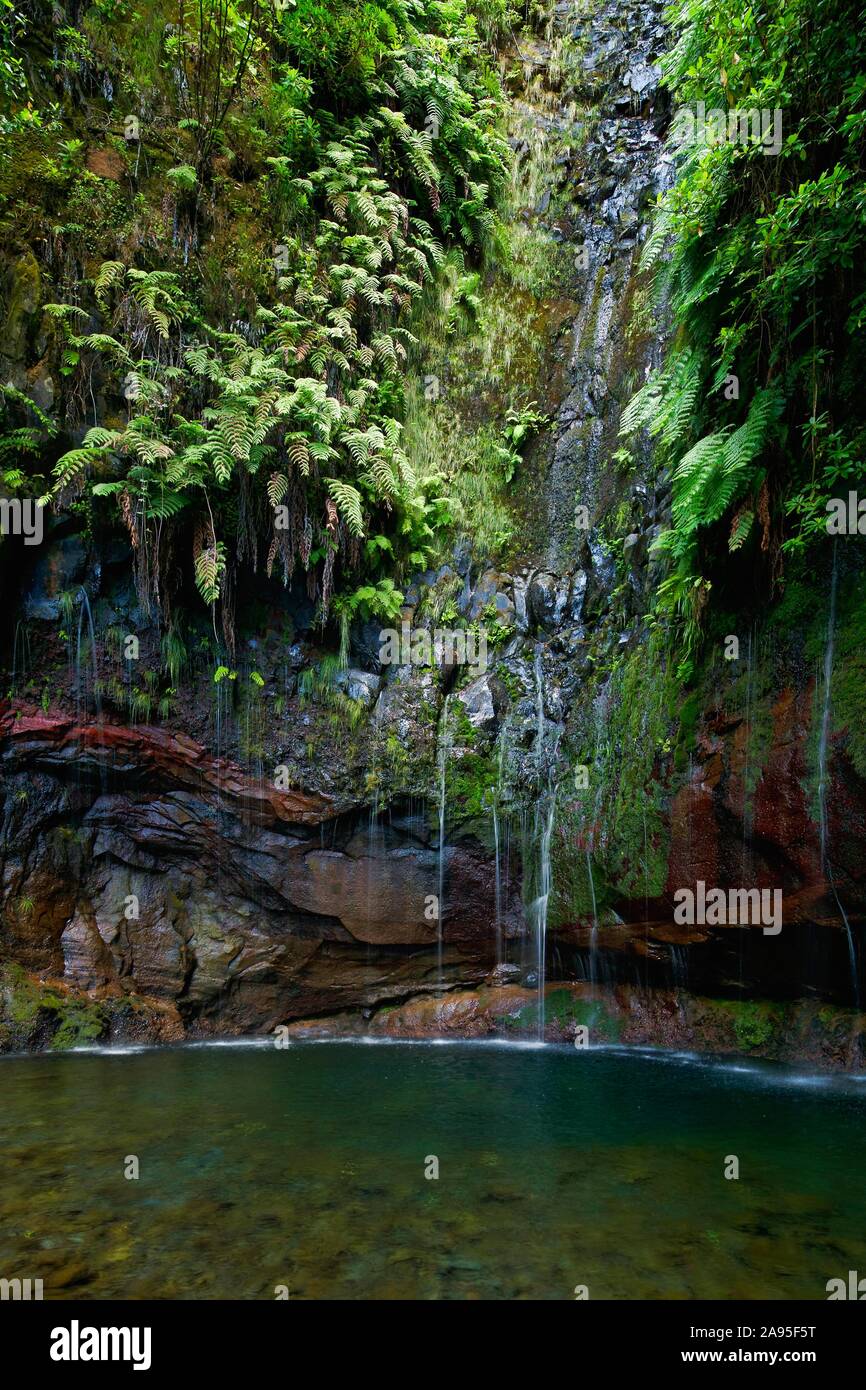 Cascata 25 molle, Fontes, foresta pluviale in Rabacal riserva naturale, l'isola di Madeira, Portogallo Foto Stock