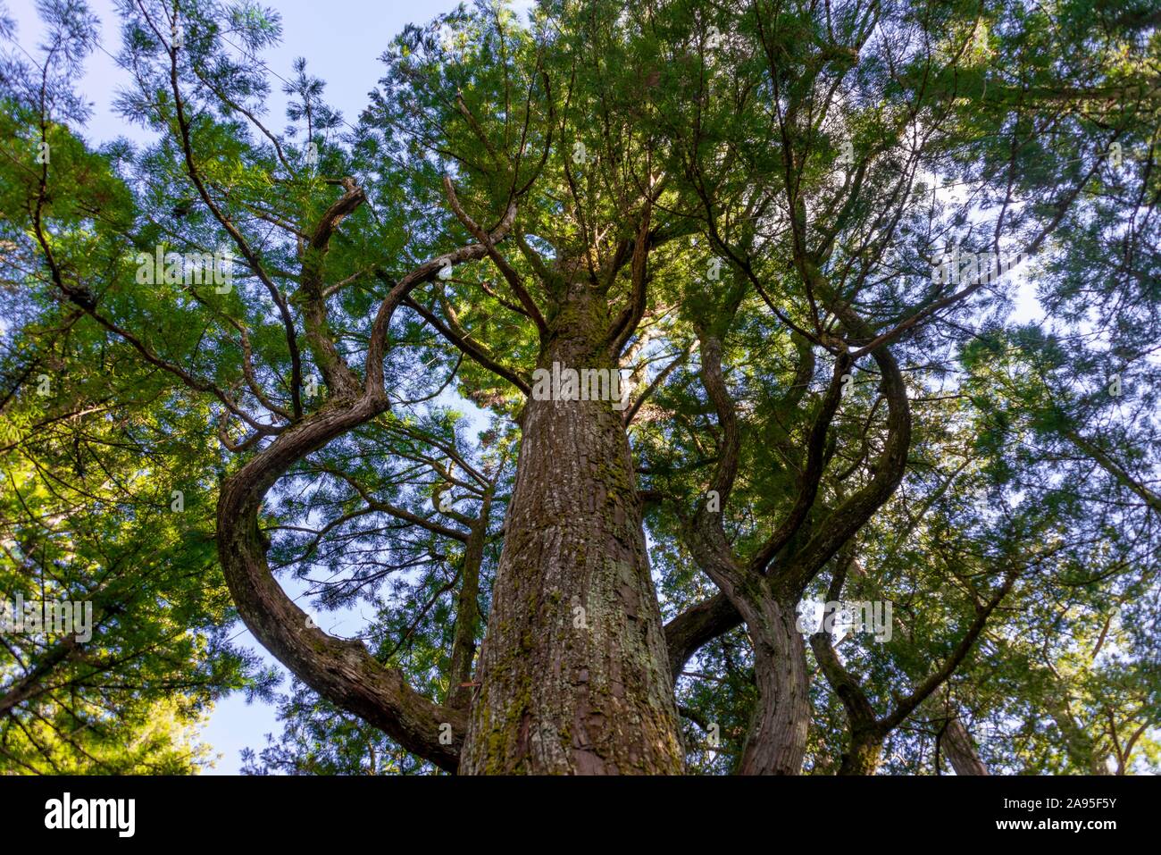 Cryptomeria japonica (Cryptomeria japonica), albero dal di sotto, Nikko, Giappone Foto Stock