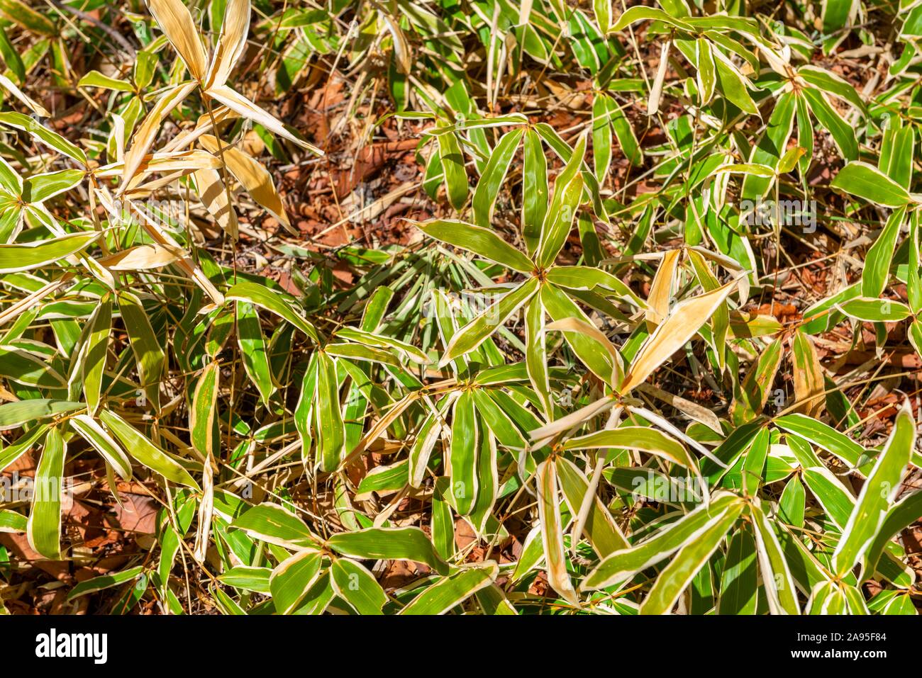 Bamboo (Bambuseae), giovani piante, Senjogahara palude, Parco Nazionale di Nikko, Nikko, Prefettura di Tochigi, Giappone Foto Stock