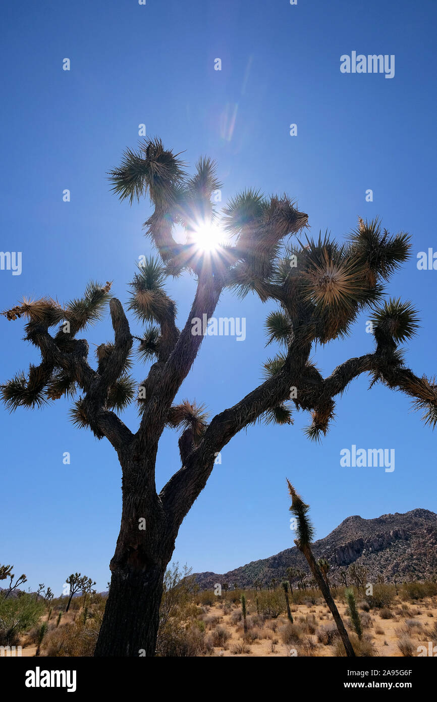 Joshua Tree National Park, California, Stati Uniti d'America Foto Stock