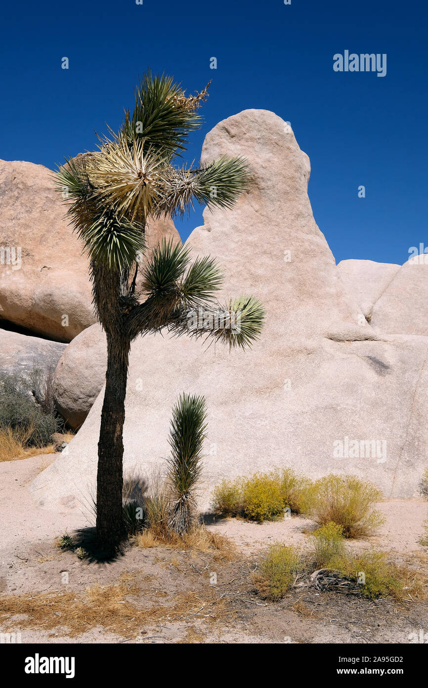 Joshua Tree National Park, California, Stati Uniti d'America Foto Stock