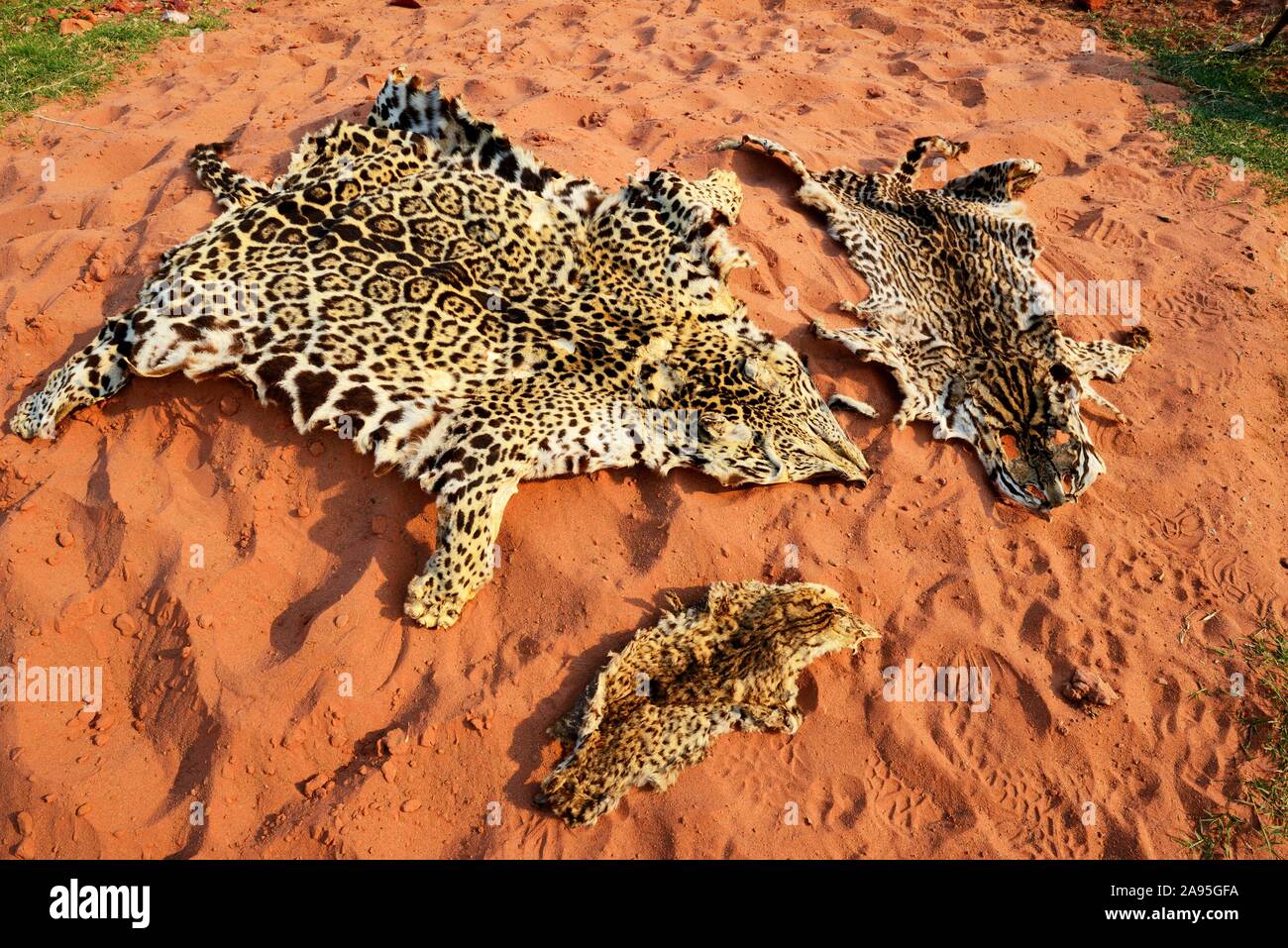 Pelli di gatti grandi, Jaguar e altri animali, Bolivia Foto Stock