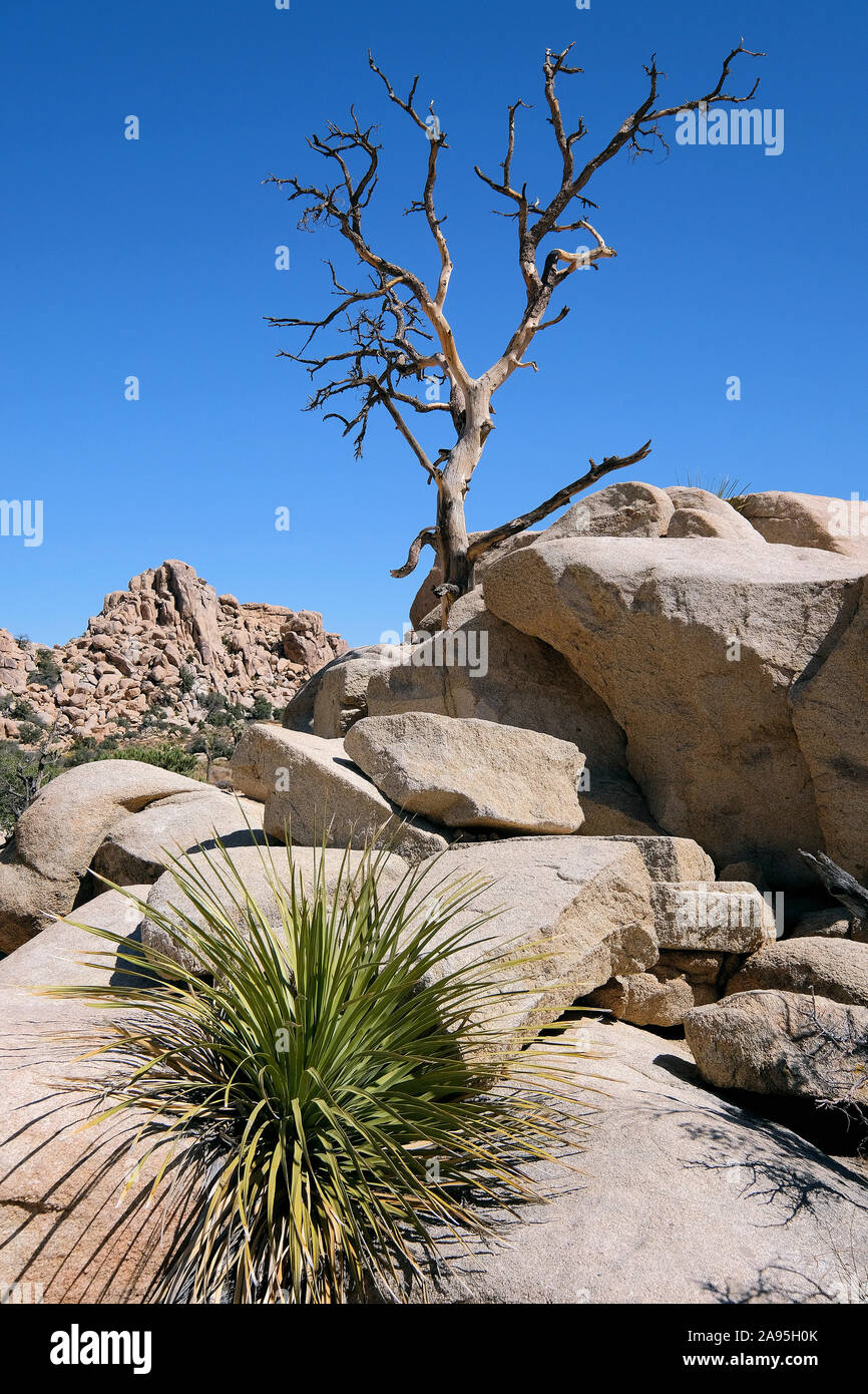 Joshua Tree National Park, California, Stati Uniti d'America Foto Stock