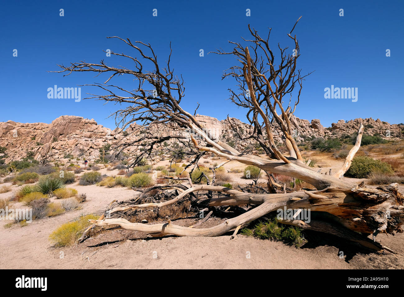 Joshua Tree National Park, California, Stati Uniti d'America Foto Stock