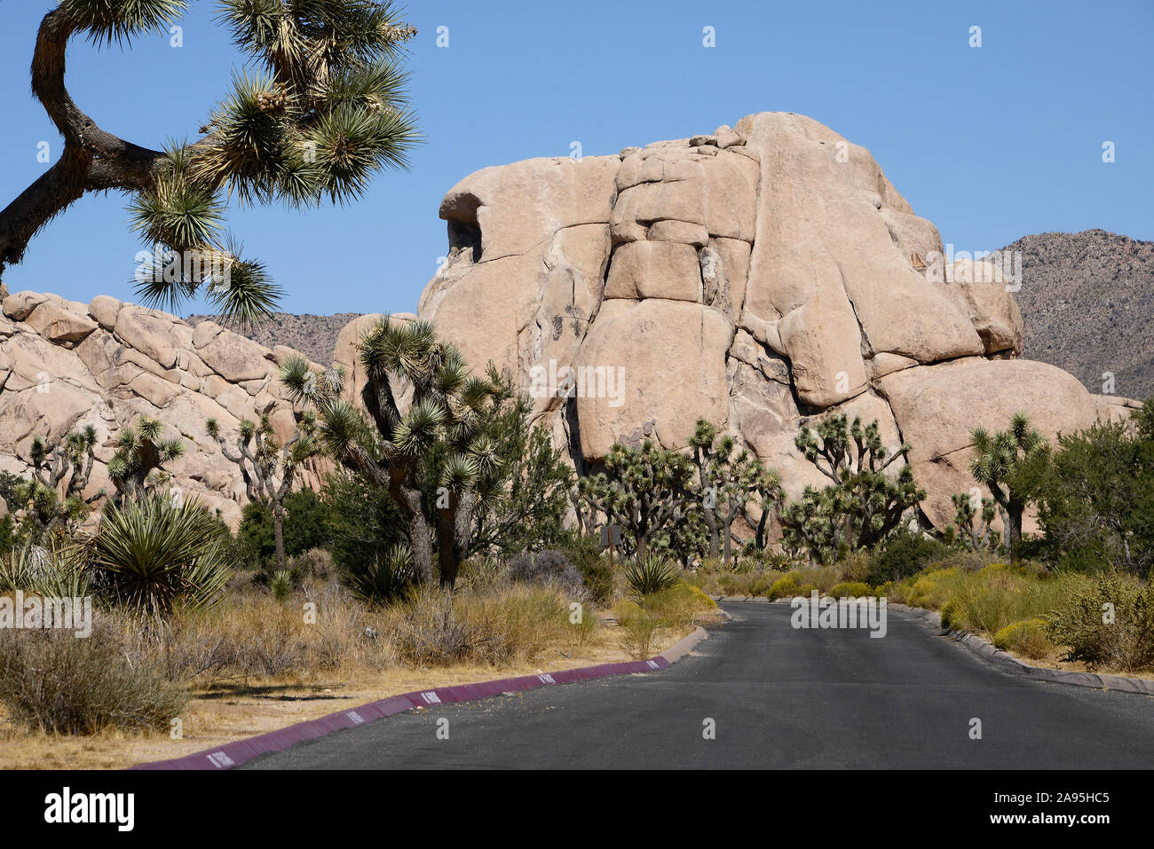 Joshua Tree National Park, California, Stati Uniti d'America Foto Stock