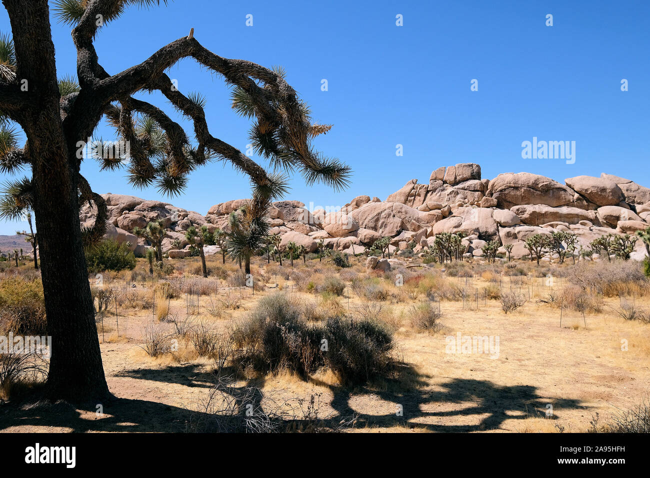 Joshua Tree National Park, California, Stati Uniti d'America Foto Stock