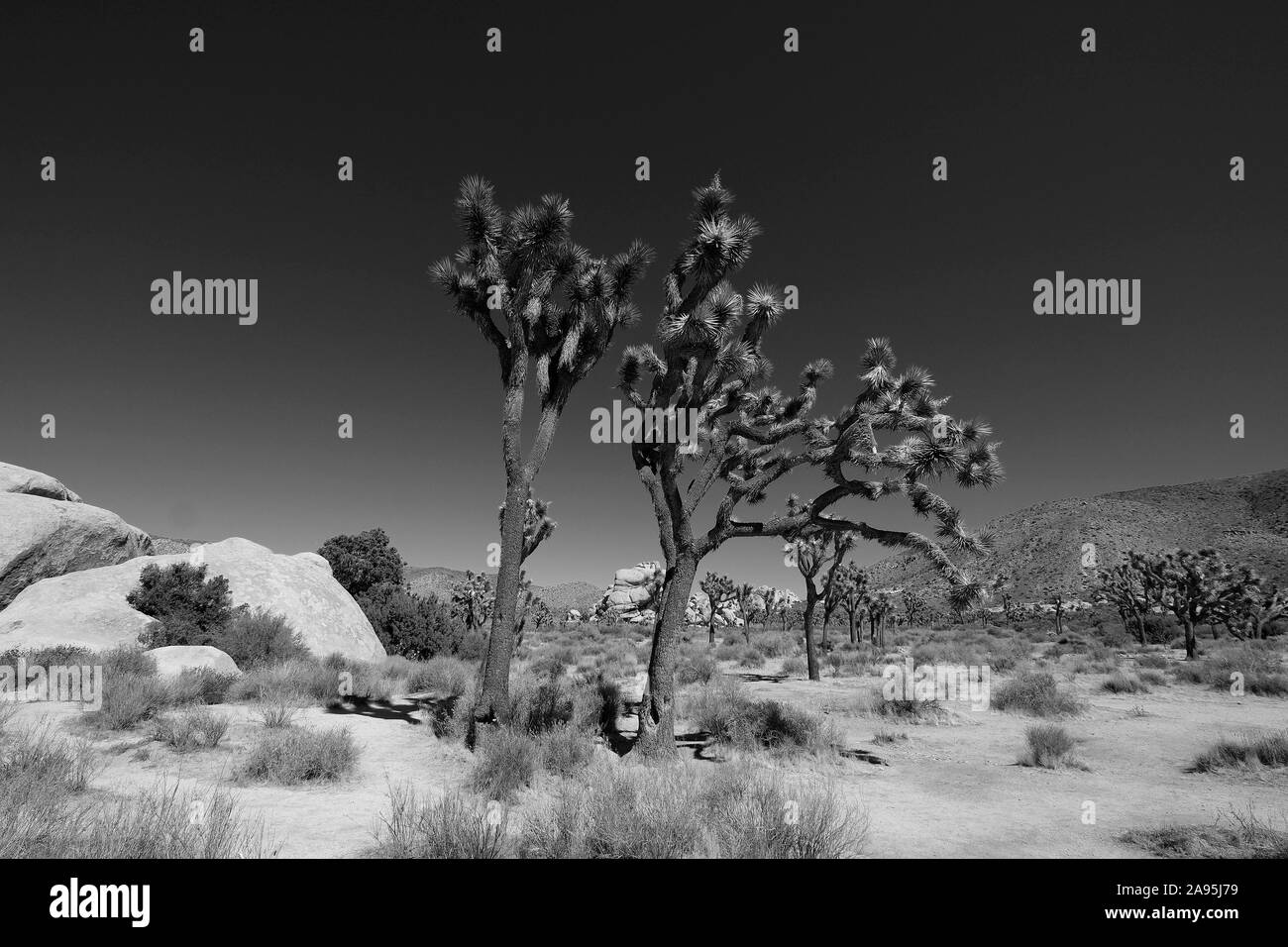 Joshua Tree National Park, California, Stati Uniti d'America Foto Stock