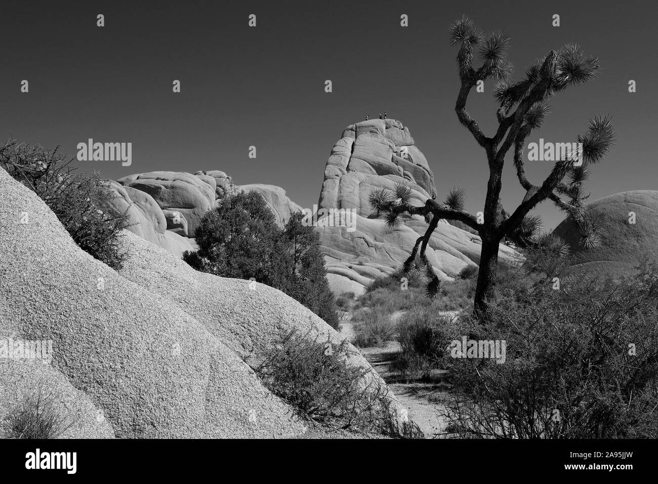 Joshua Tree National Park, California, Stati Uniti d'America Foto Stock