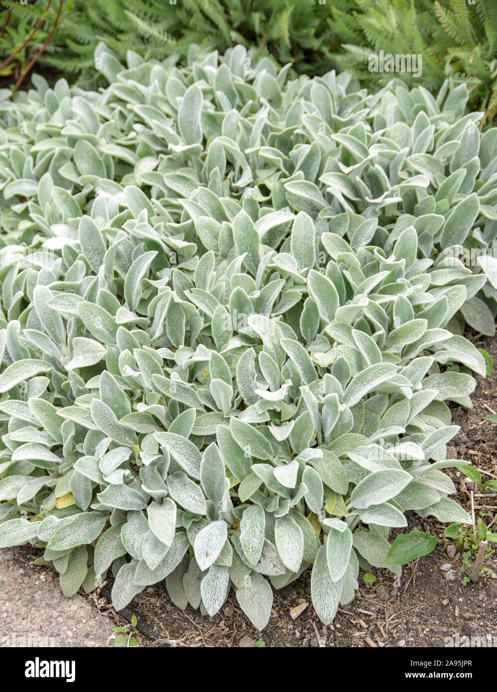 Teppich-Woll-Ziest (Stachys byzantina 'Silver tappeto') Foto Stock