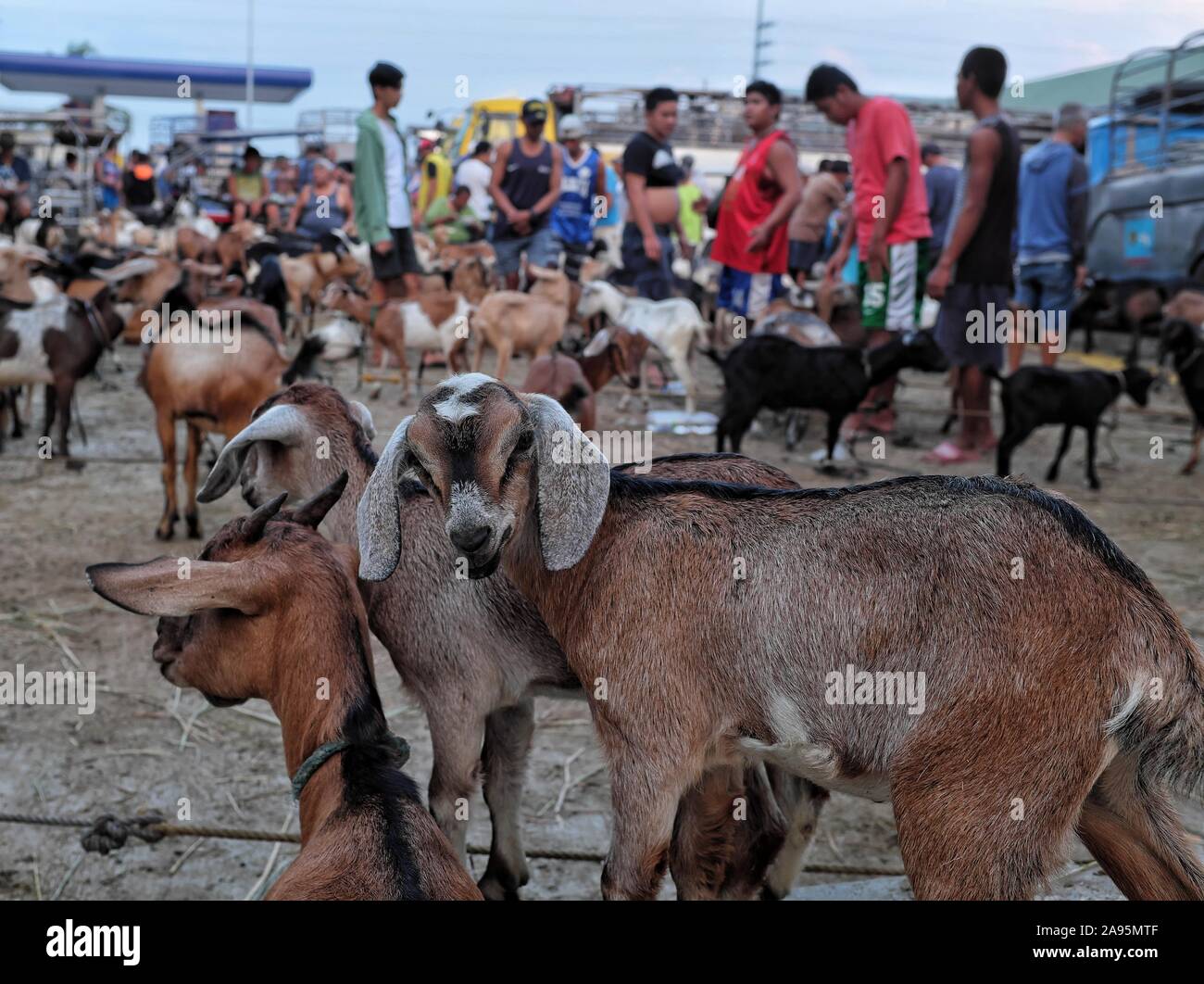 Mercato Mattutino di scena a la sezione di capra del bestiame mercato aste in Padre Garcia, Batangas, Filippine. Maggio 03, 2019 Foto Stock