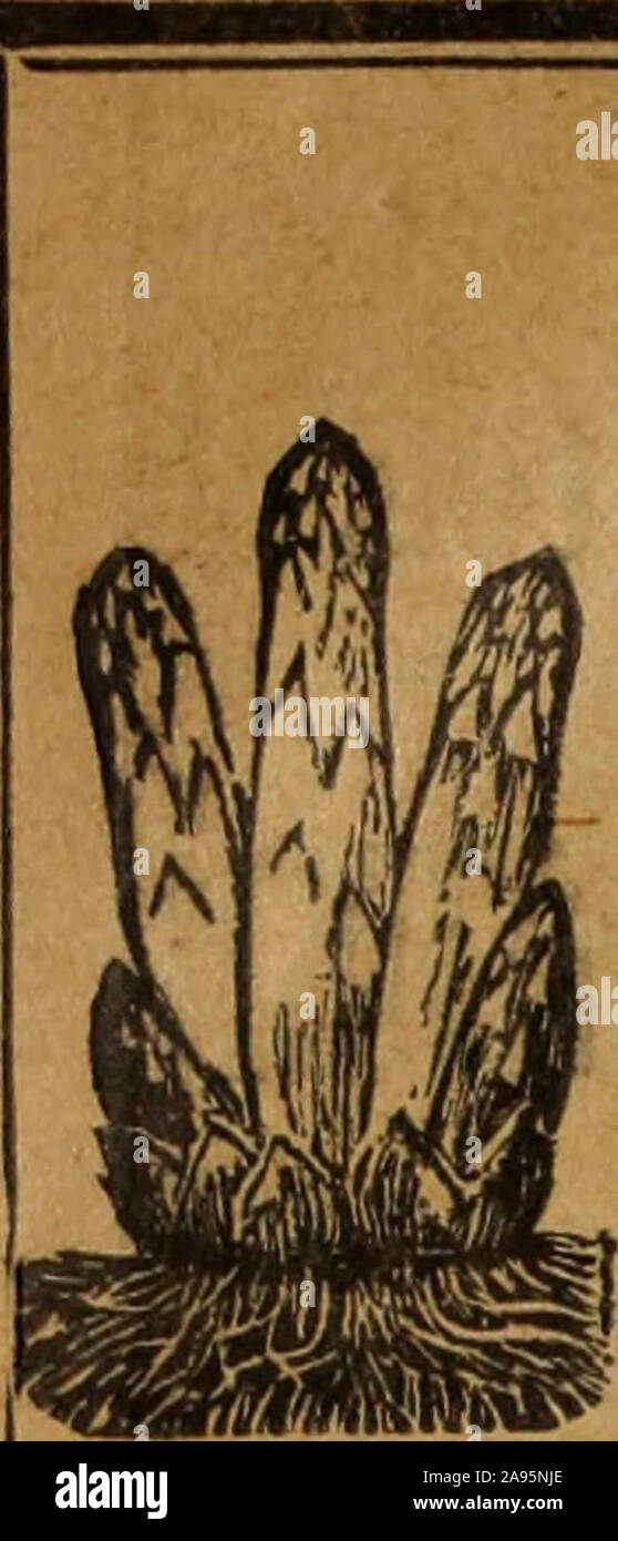 'Revue de la viticoltura : Organe de l'agriculture des régions viticoles" (1893) Foto Stock