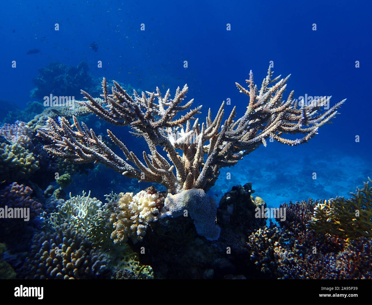 Corno di cervo corallo nell'oceano. Disco Stanghorn Corallo in mare nei pressi di Coral Reef nelle profondità marine. Scuola di pesce tropicale. Foto Stock