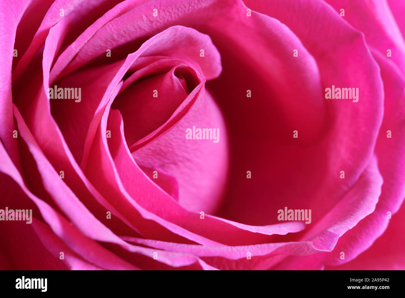 Close up dei petali di rosa rosa Foto Stock