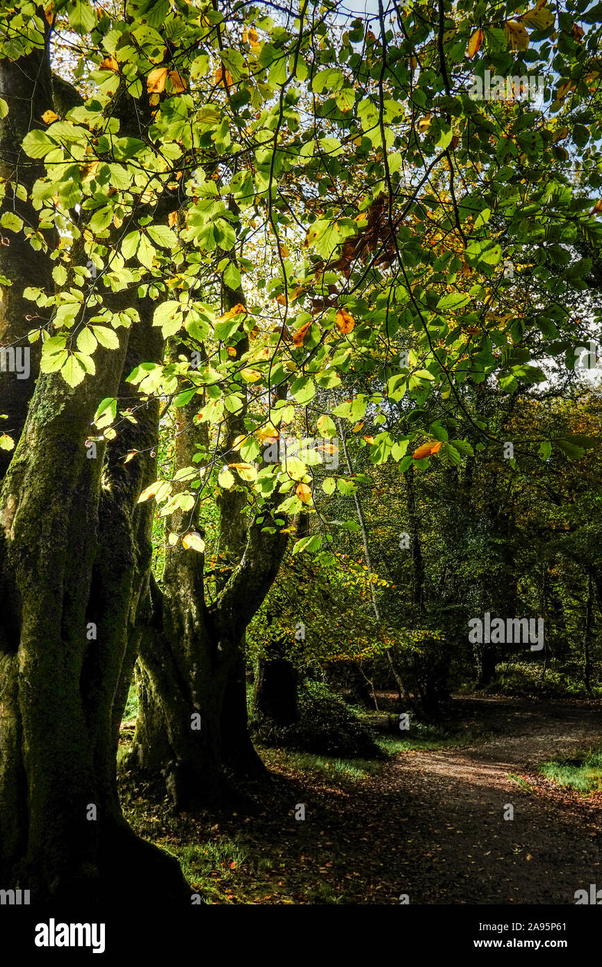 Le foglie di un albero di Faggio Fagus sylvatica retroilluminati da sole in antichi boschi di legno Draynes in Cornovaglia. Foto Stock