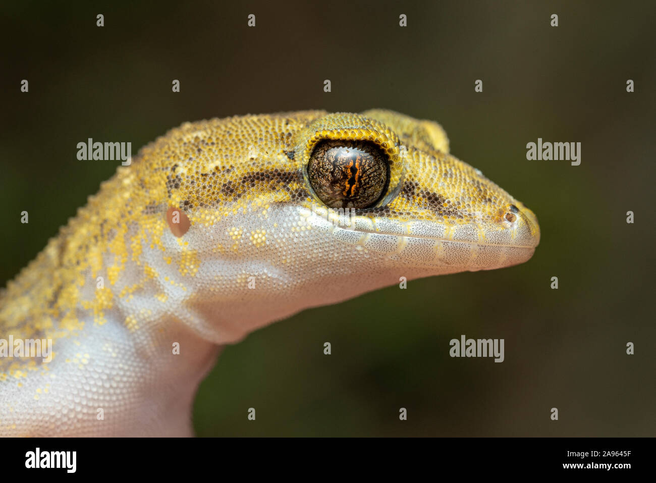 Chevert's gecko (Nactus cheverti), close up volto ritratto Foto Stock