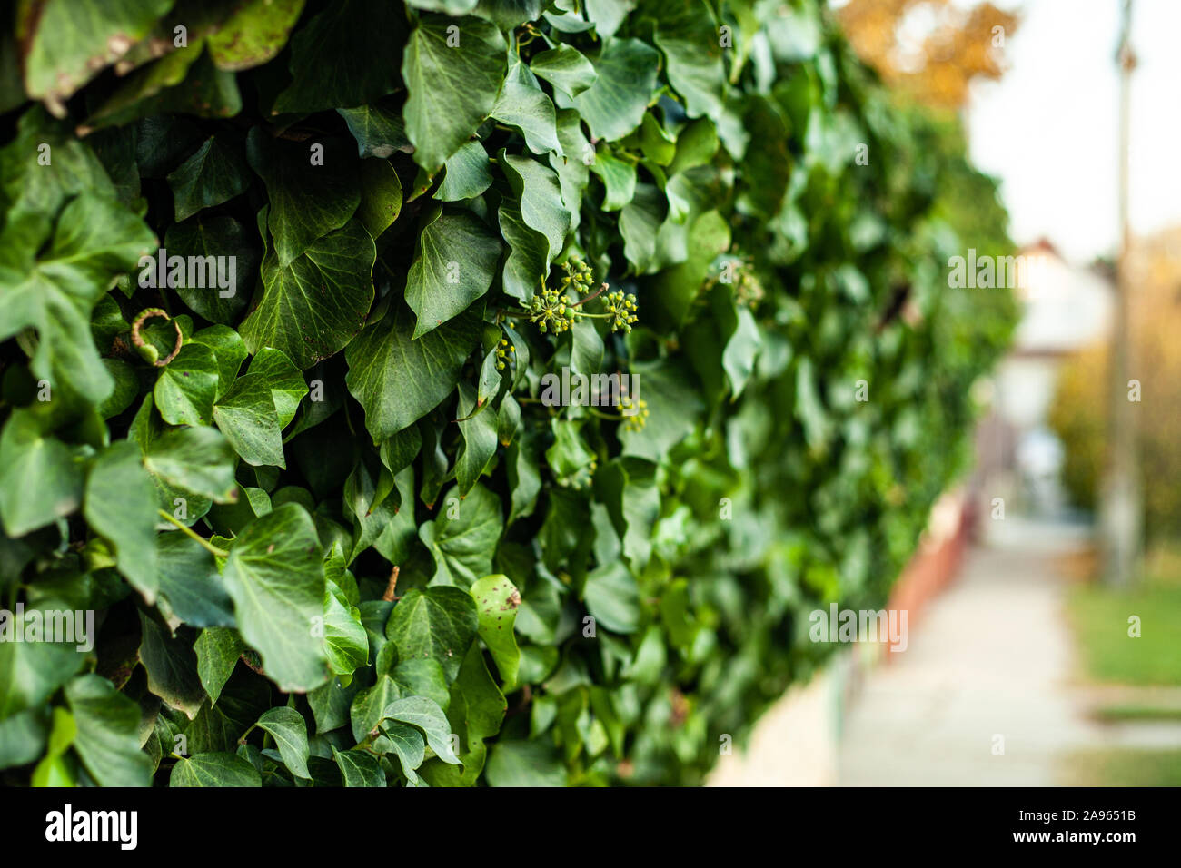 Fresche foglie verdi sul recinto accanto a un marciapiede Foto Stock