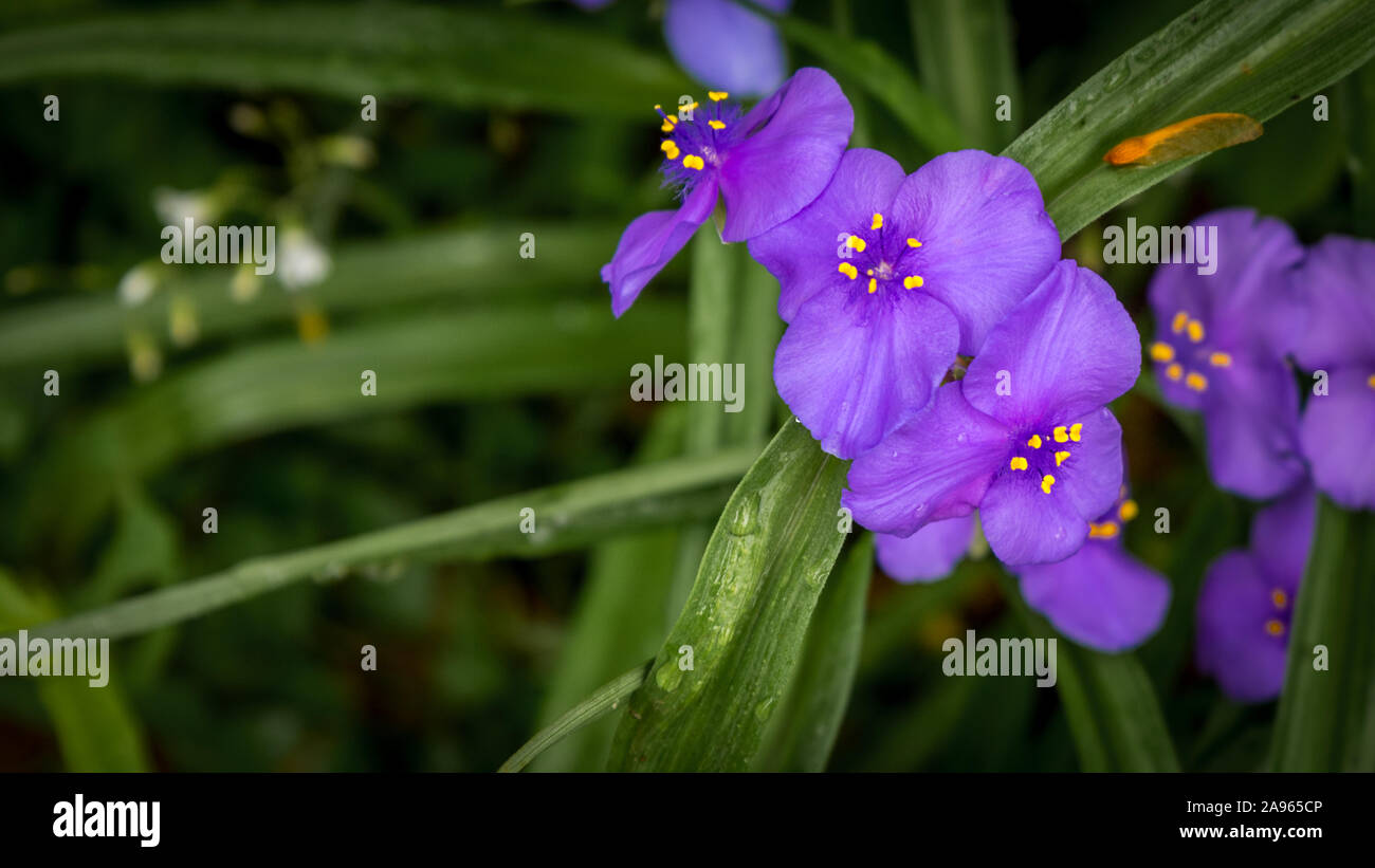 Chiudere il gruppo di Spiderwort con gocce d'acqua a Great Falls National Park, Virginia Foto Stock