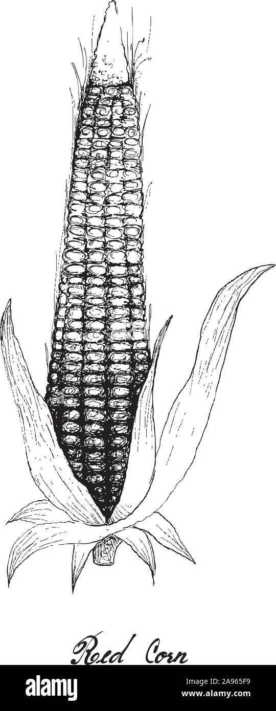 Illustrazione disegnata a mano di Rosso mais o granturco con buccia e seta. Impianto simbolico per mostrare i segni della stagione autunnale. Illustrazione Vettoriale