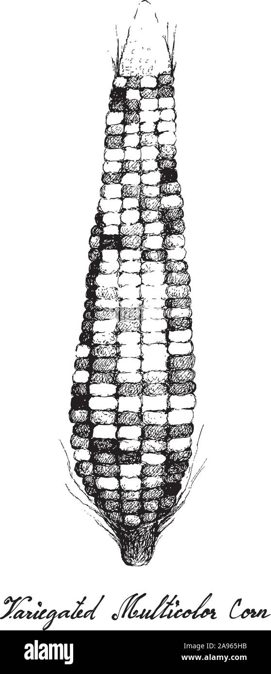Illustrazione disegnata a mano della variegata di mais o granoturco multicolore con buccia e seta. Impianto simbolico per mostrare i segni della stagione autunnale. Illustrazione Vettoriale