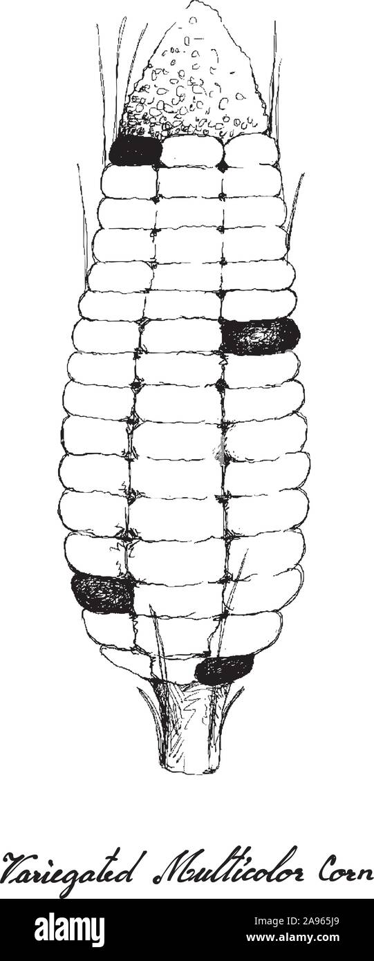 Illustrazione disegnata a mano della variegata di mais o granoturco multicolore con buccia e seta. Impianto simbolico per mostrare i segni della stagione autunnale. Illustrazione Vettoriale