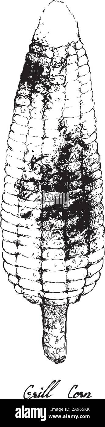 Illustrazione disegnata a mano di deliziosi arrosti, barbecue o grigliata di mais dolce isolato su uno sfondo bianco. Illustrazione Vettoriale