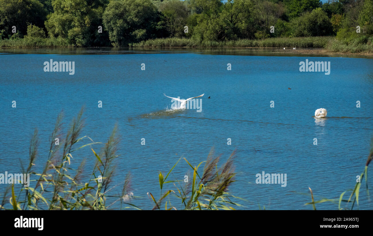 Swan decollare da un laghetto. Nelle vicinanze si trova una seconda swan che è nuotare in un laghetto nel sun. Foto Stock