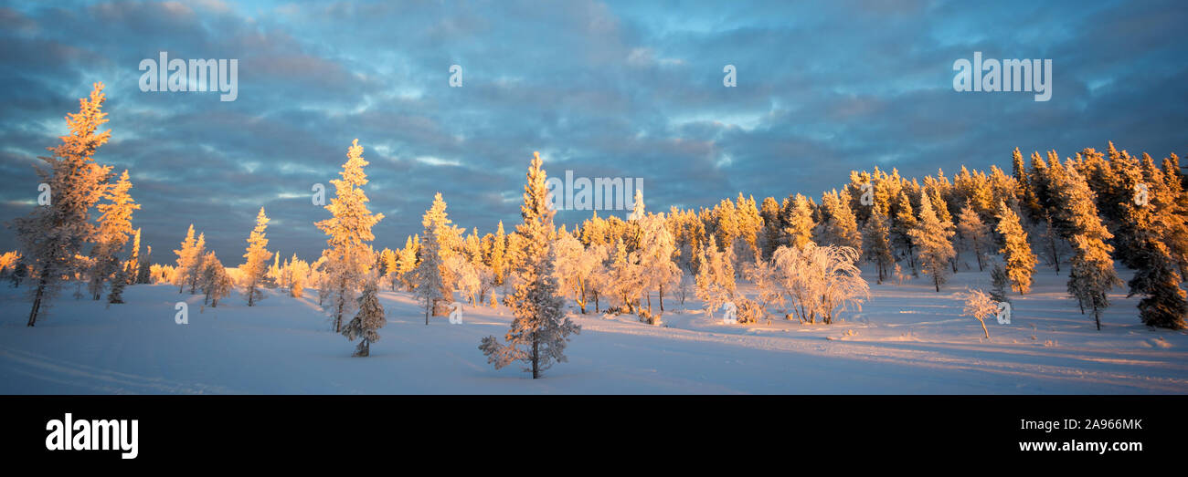 Snowy paesaggio panoramico al tramonto, congelati gli alberi in inverno a Saariselka, Lapponia, Finlandia Foto Stock