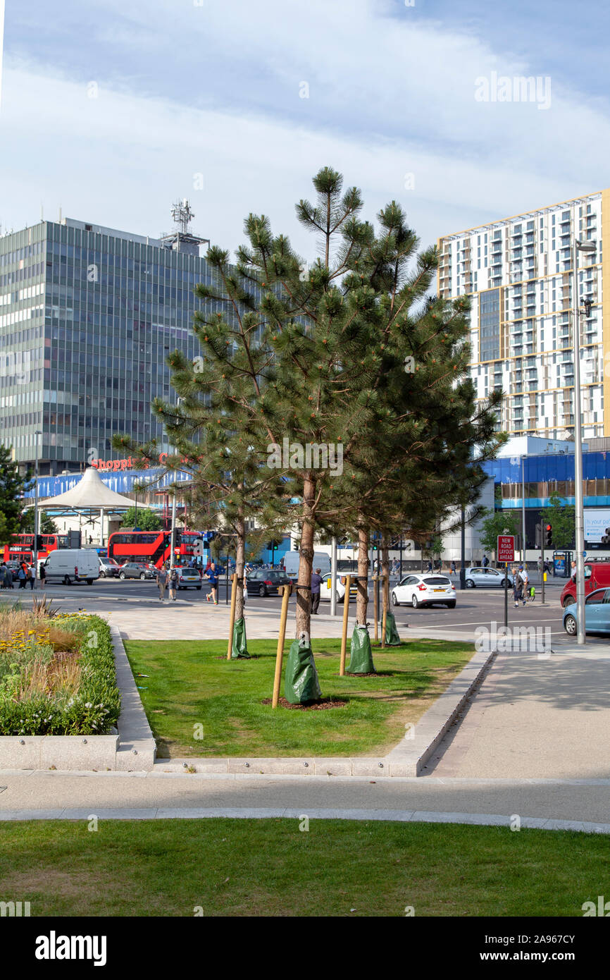 Nuovo impianto di Pino austriaco (Pinus nigra) struttura urbana con gioco e serbatoio acqua, Elephant and Castle, London SE1, Regno Unito Foto Stock