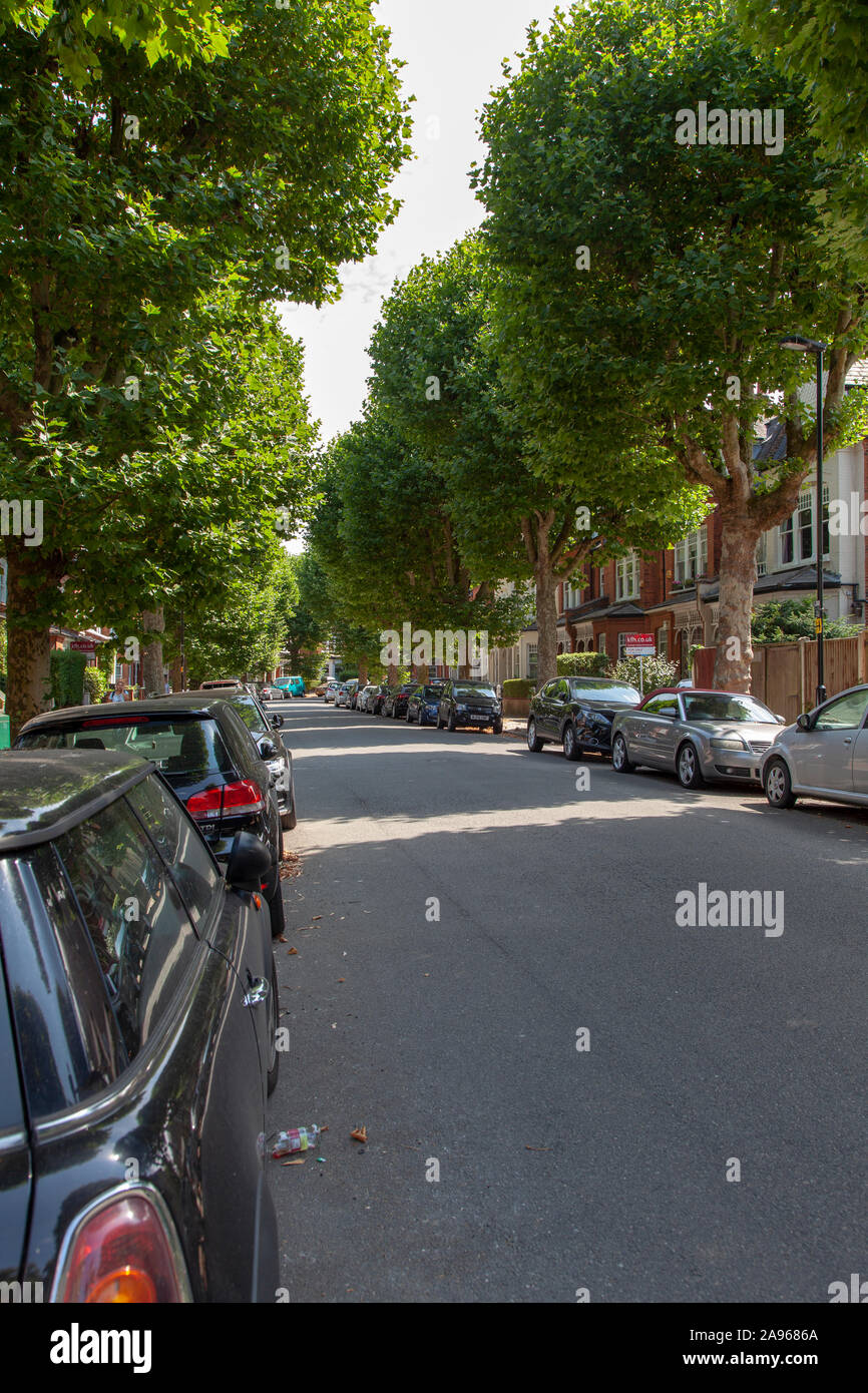 Avenue of London platani (Platanus x hispanica), Muswell Hill, London N10 Foto Stock