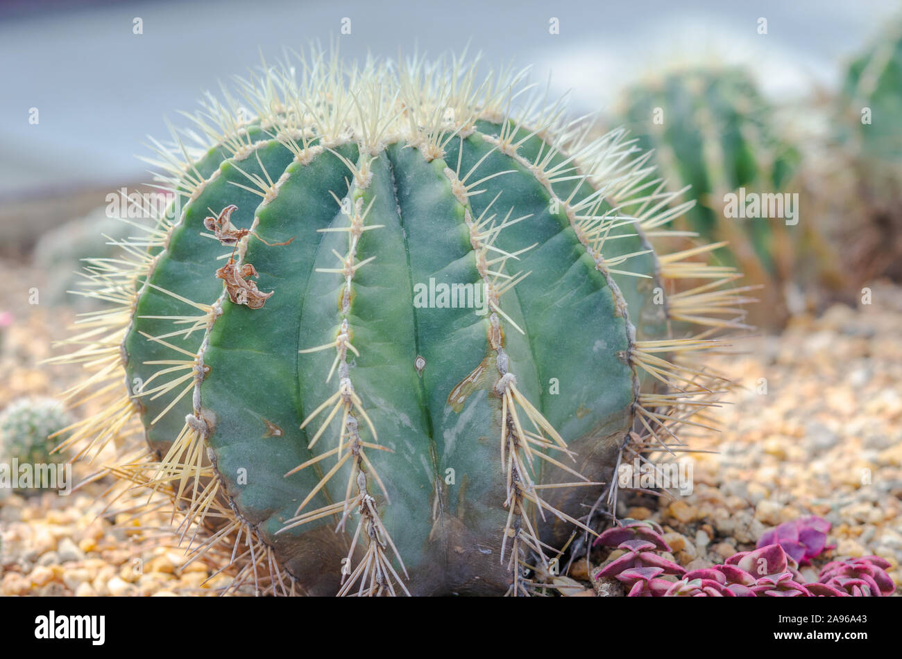Il Cactus è una pianta nativa che ha le sue origini nel deserto. Foto Stock