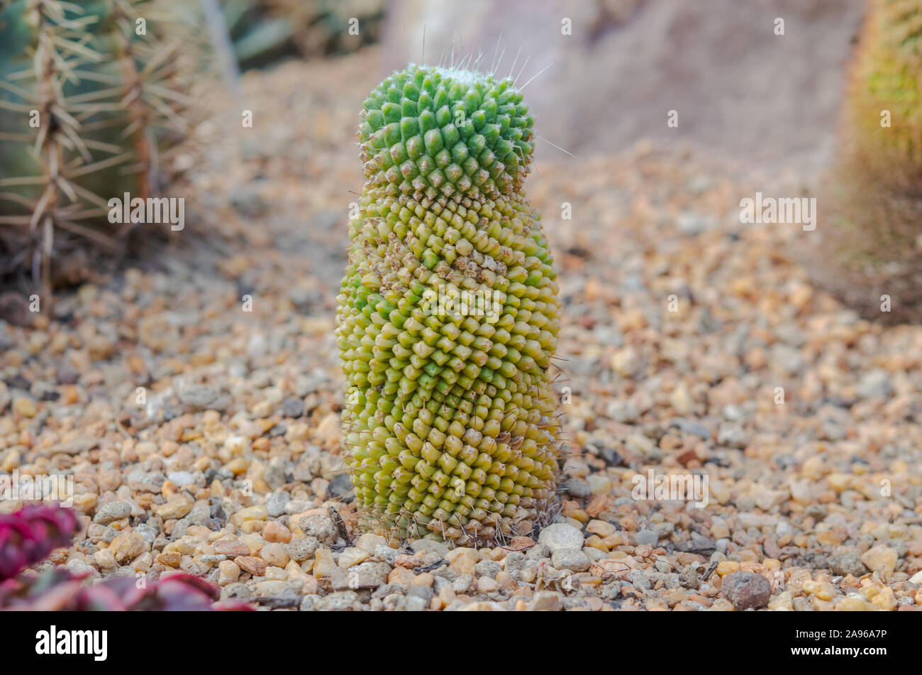 Il Cactus è una pianta nativa che ha le sue origini nel deserto. Foto Stock