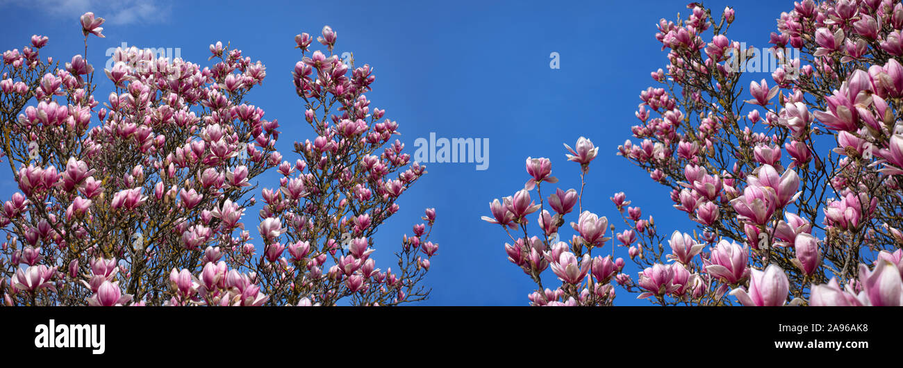 Rami di rosa in fiore alberi di magnolia Foto Stock