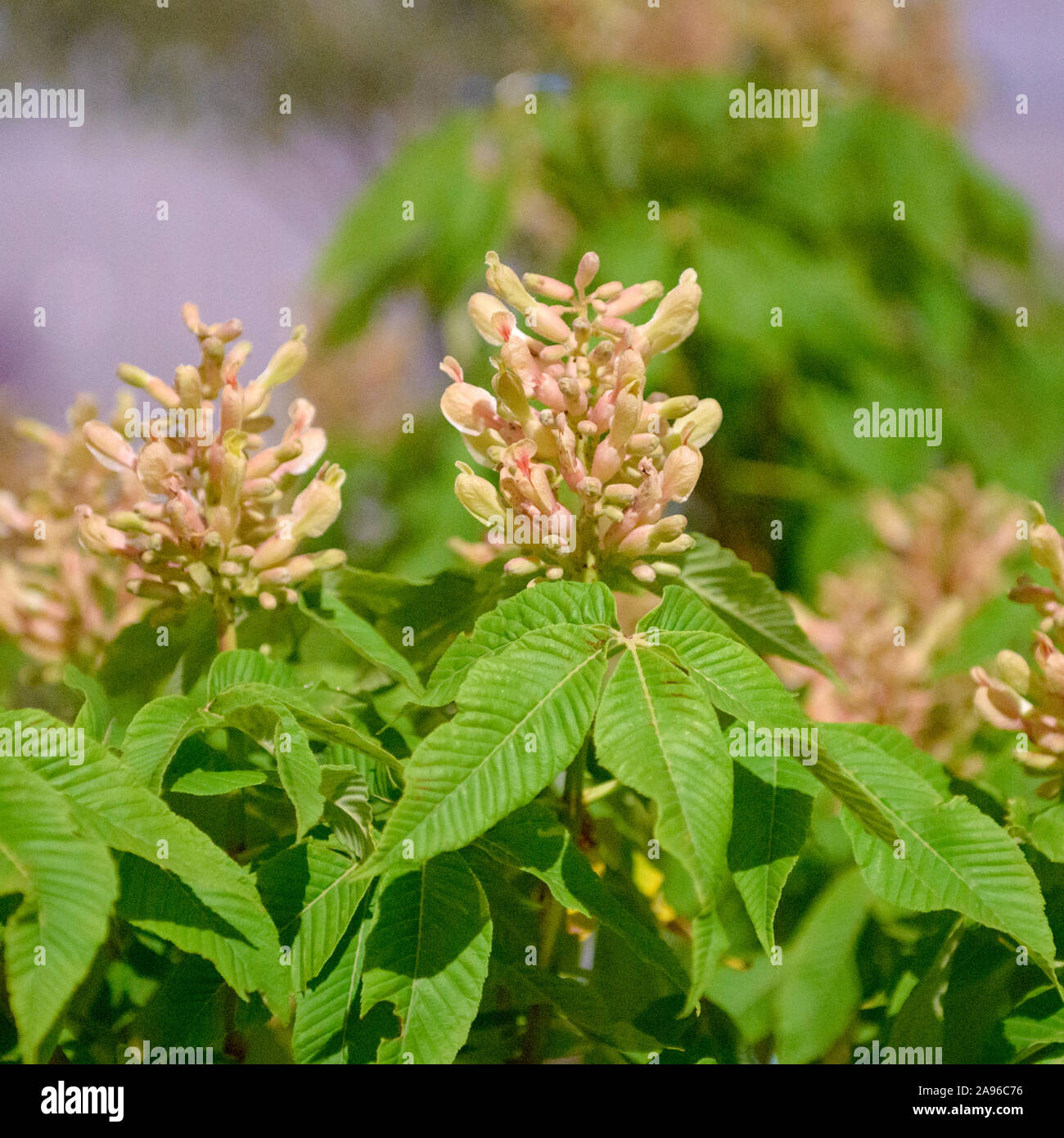 (Rosskastanie Aesculus × mutabilis 'Harbinsonii') Foto Stock