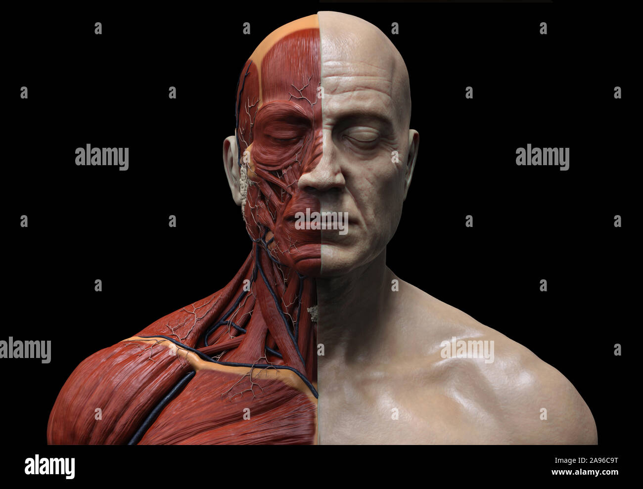 Il corpo umano i muscoli anatomia struttura di un maschio, vista frontale e vista laterale prospettica , 3D render Foto Stock