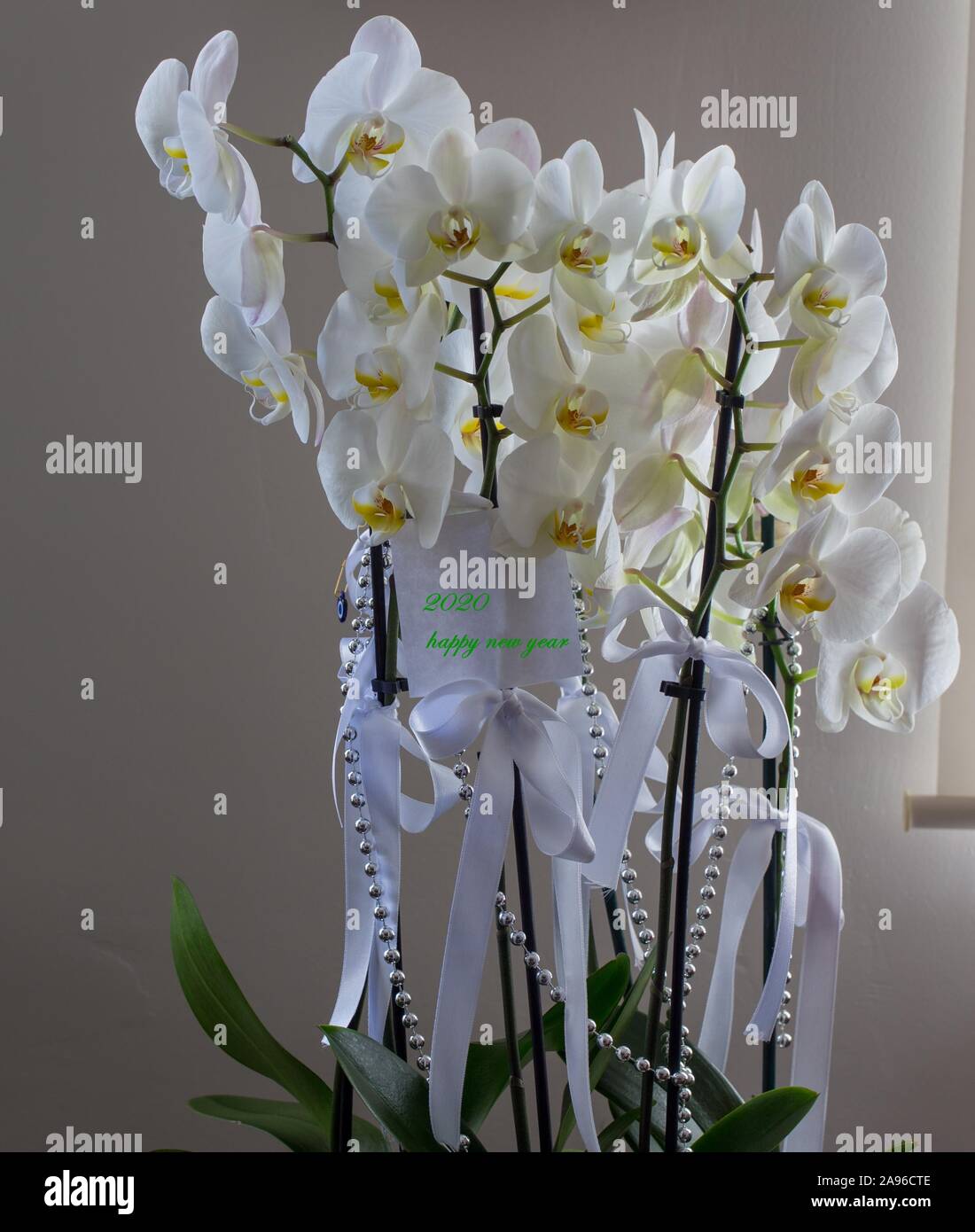 Anno nuovo card con blossom (poinsettia Euphorbia pulcherrima) Foto Stock